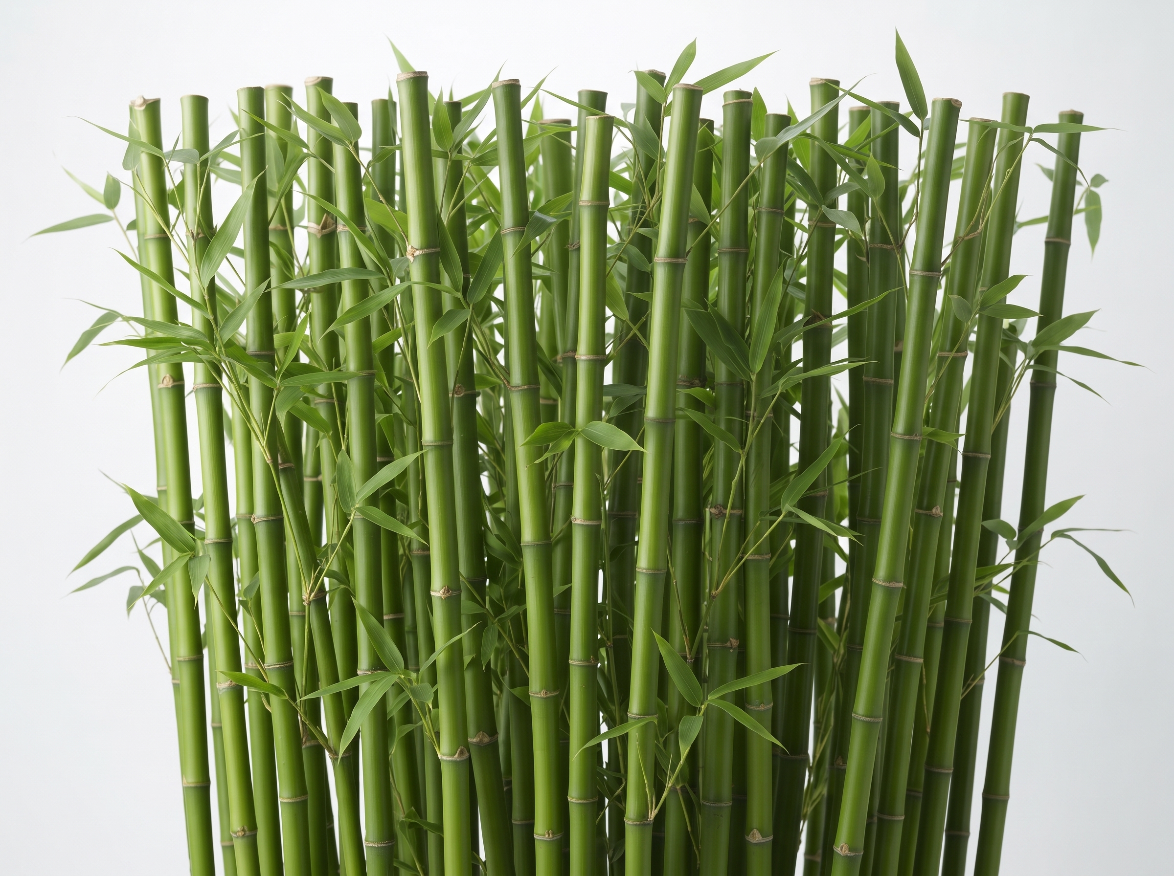 Bambu Lifleri